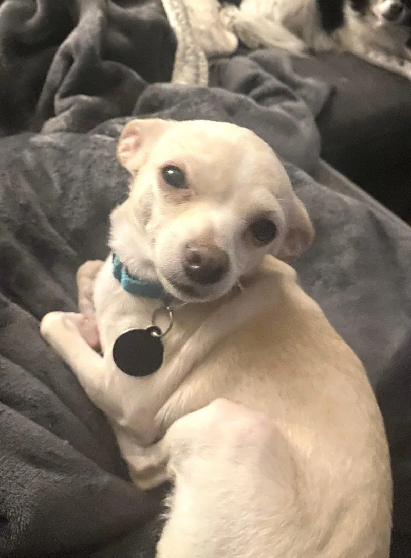 A young small-sized female Chihuahua dog named Tina for adoption in Arlington, VA