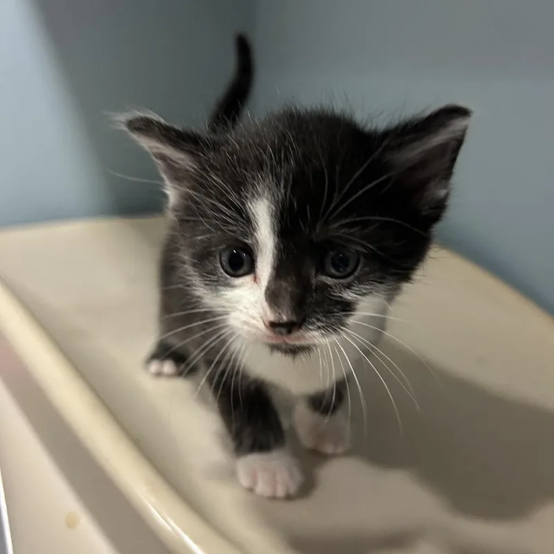 A baby small-sized female Black Domestic Medium Hair cat named Yangtze for adoption in Chattanooga, TN