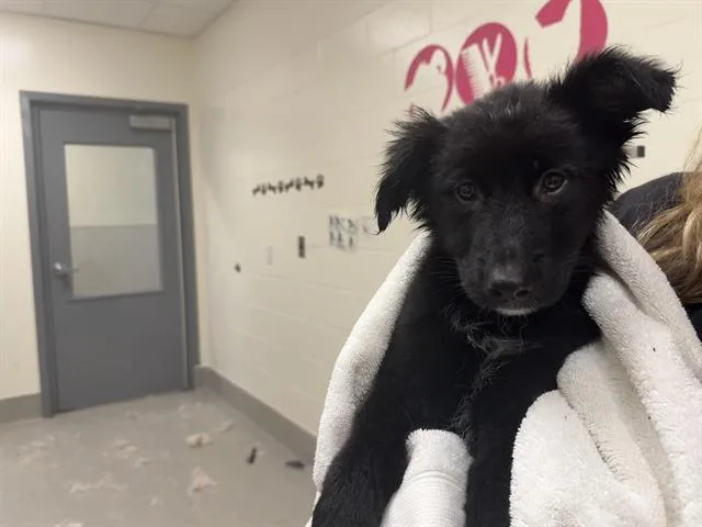 A baby small-sized female German Shepherd Dog dog named Judy for adoption in Auburn, CA