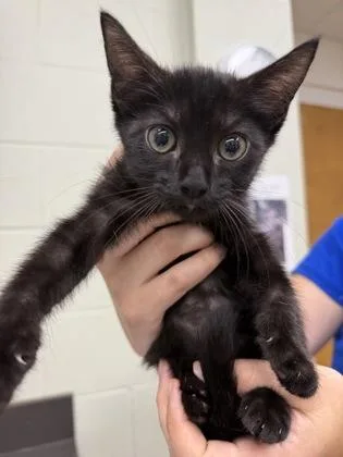 A baby small-sized male Domestic Short Hair cat named Harris for adoption in Gainesville, FL