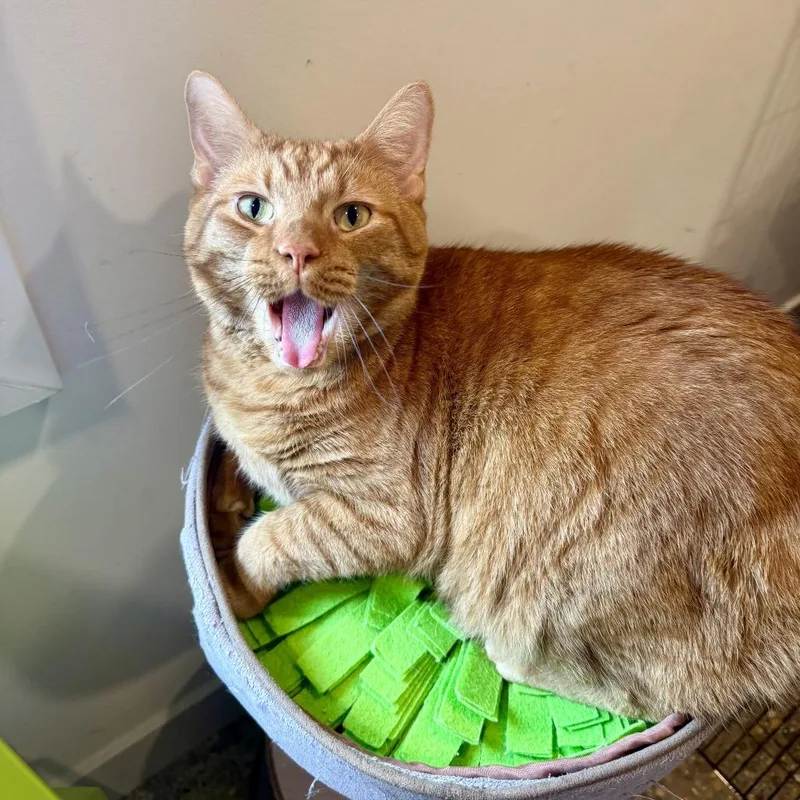 An adult extra large-sized male Orange / Red American Shorthair cat named Desmond for adoption in Louisville, KY