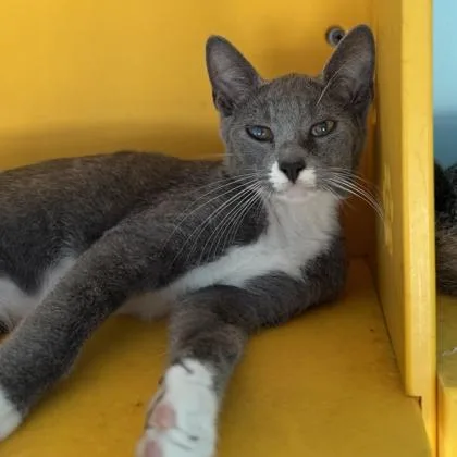 A baby small-sized male Domestic Short Hair cat named Ranrok for adoption in Honolulu, HI