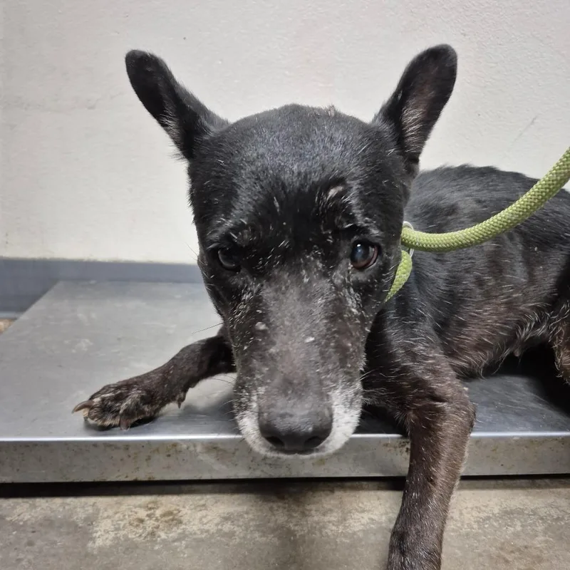 A senior medium-sized female Shepherd dog named Emilia for adoption in Yuma, AZ