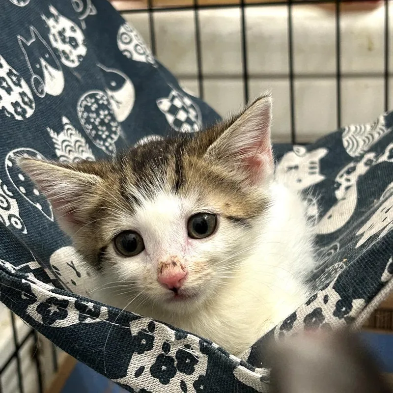 A baby small-sized female Brown / Chocolate Domestic Short Hair cat named Nova for adoption in Pacific Palisades, CA