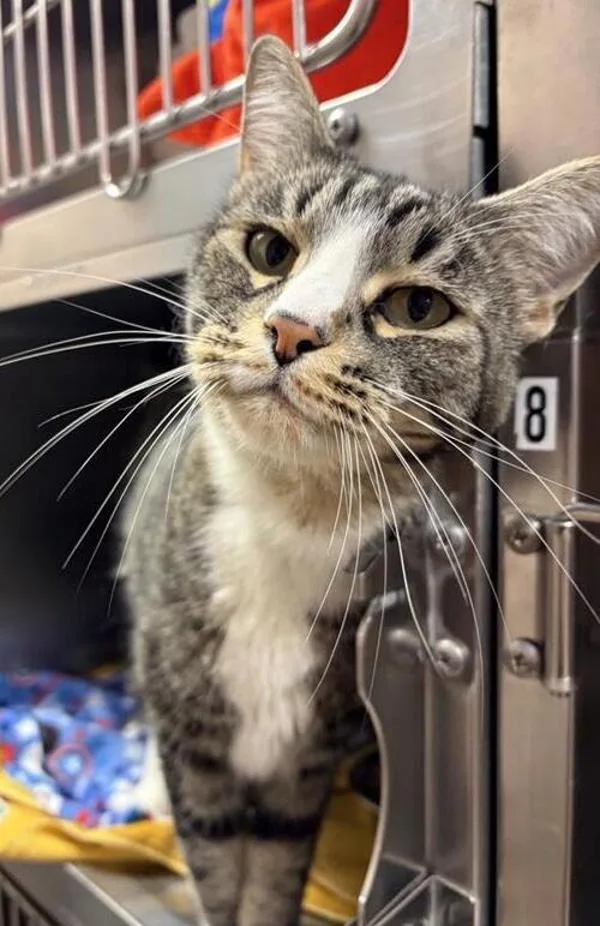 An adult large-sized male Domestic Short Hair cat named Paulie for adoption in Great Falls, MT