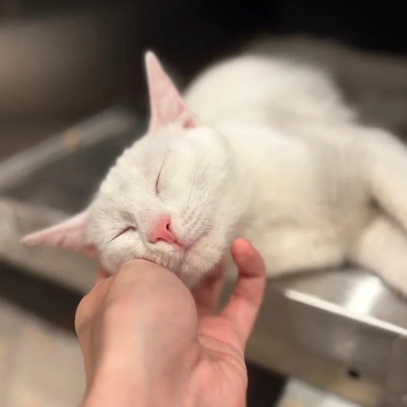 A young small-sized female Domestic Short Hair cat named Coconut for adoption in Cumming, GA