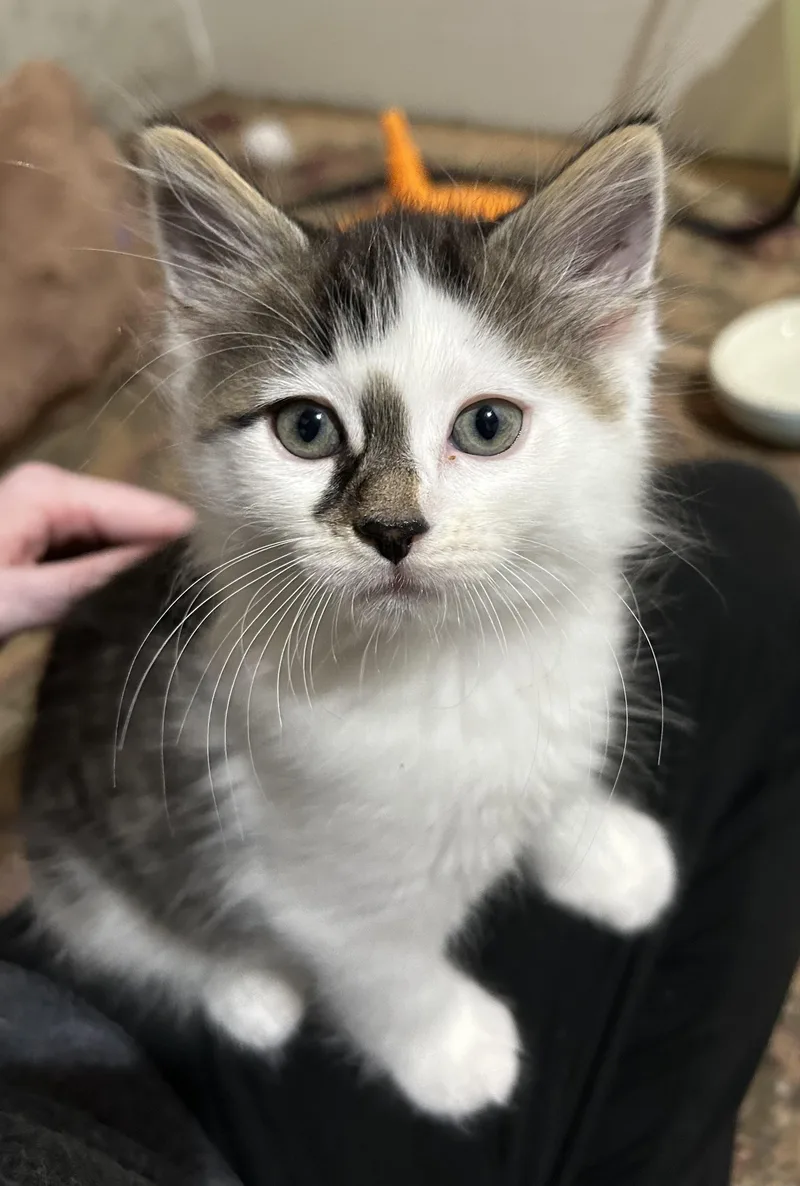 A baby medium-sized male Domestic Medium Hair cat named Kenai for adoption in Warwick, RI