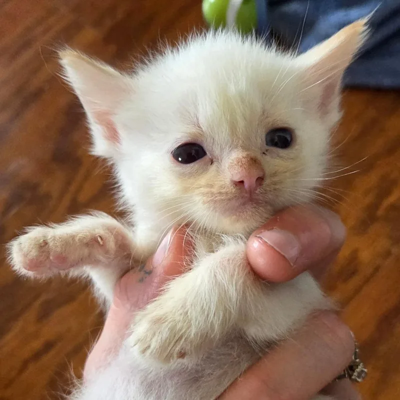 A baby small-sized male White Domestic Short Hair cat named Jenga in Williamsburg for adoption in Alexandria, VA