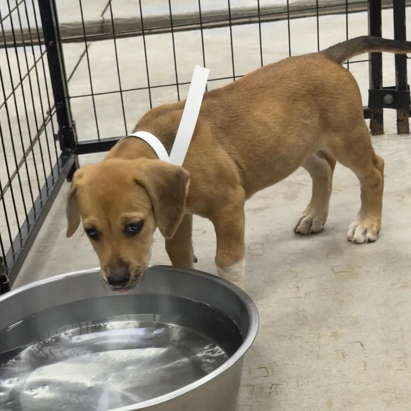 A baby small-sized female Labrador Retriever dog named Nanny Annie for adoption in Birmingham, AL