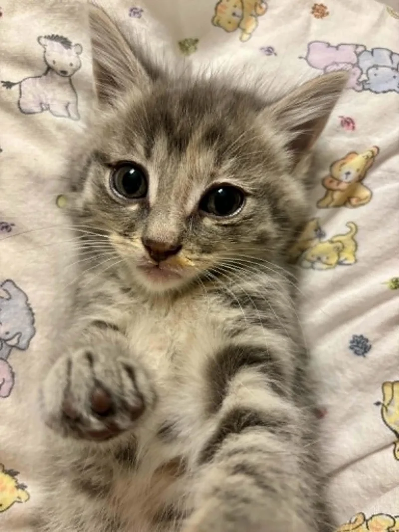 A baby medium-sized female Tabby (Gray / Blue / Silver) Domestic Short Hair cat named Barbara for adoption in Overland Park, KS