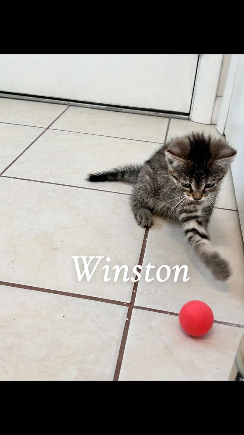 A baby medium-sized male Tabby cat named Winston for adoption in Saginaw, MI