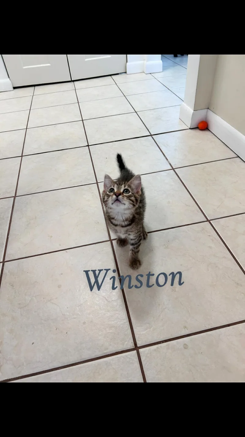 Winston thumbnail 3