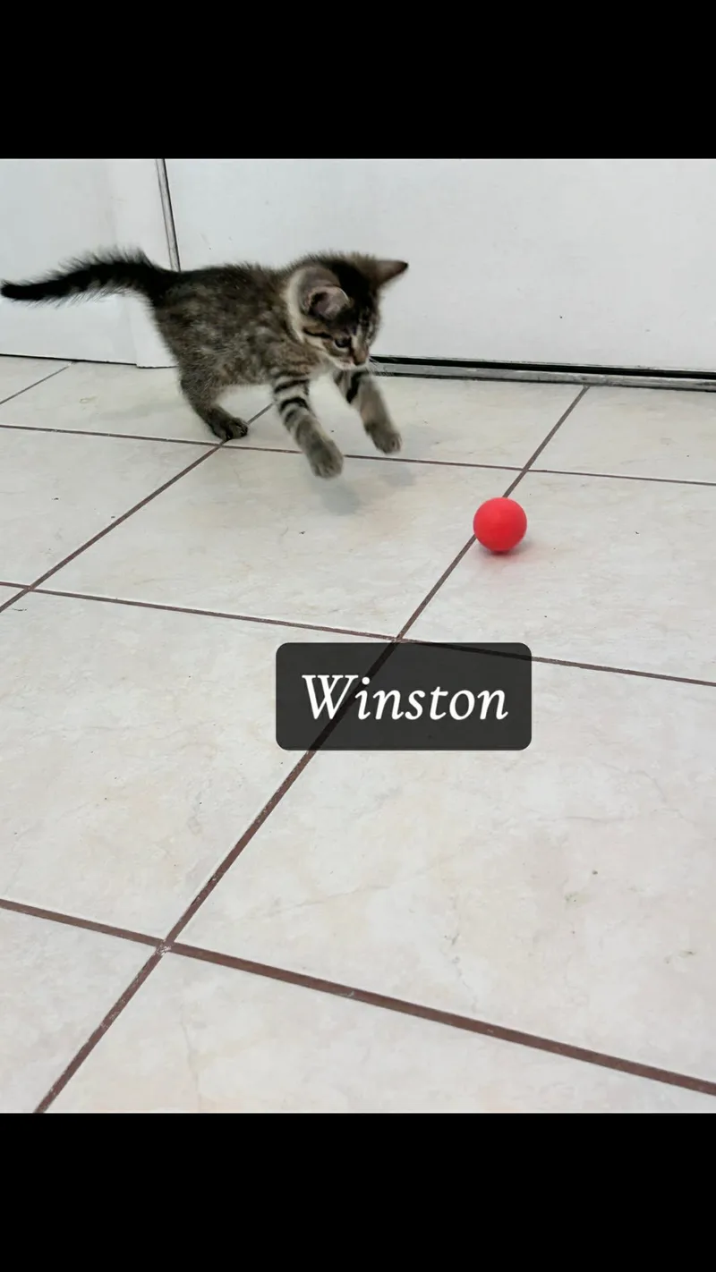 Winston thumbnail 4