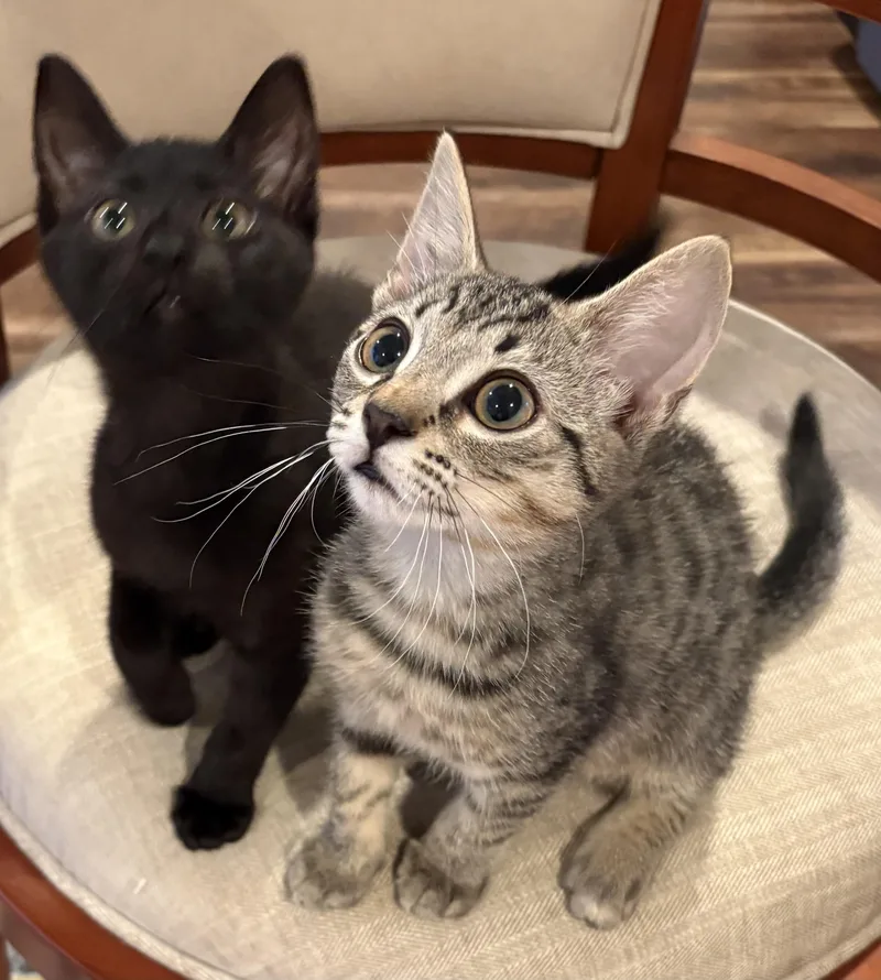 A baby small-sized male Domestic Short Hair cat named Kit & kat for adoption in Ardsley, NY