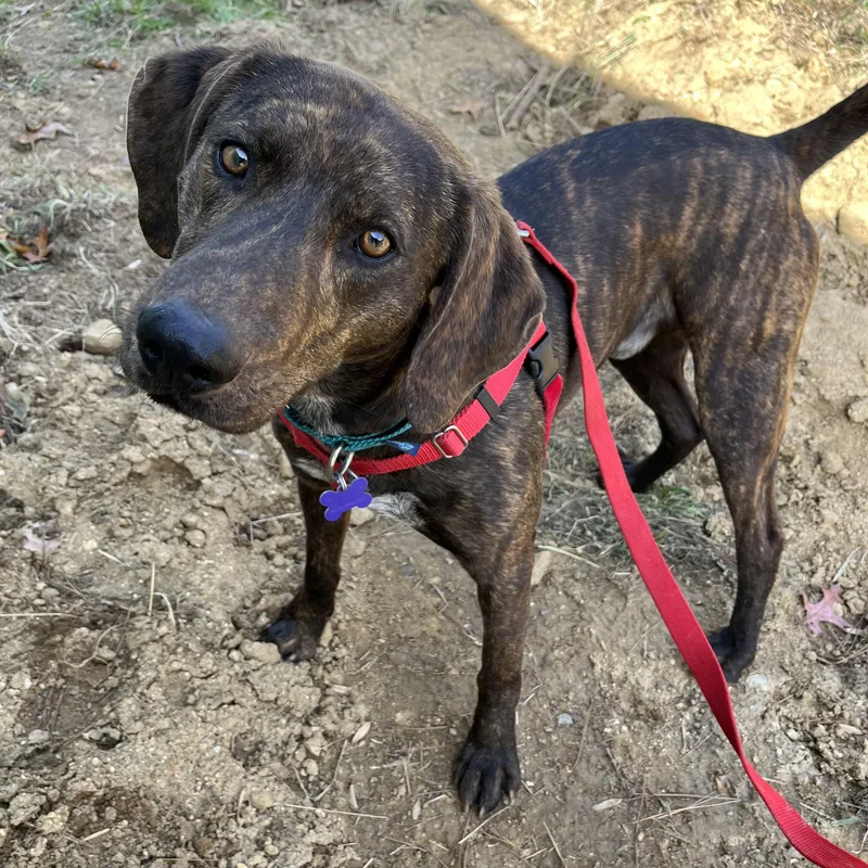 An adult medium-sized male Plott Hound dog named Hickory Nut for adoption in Marshall, NC