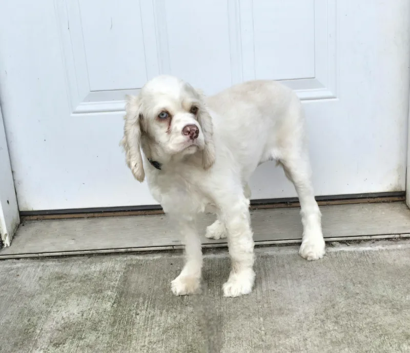 A young small-sized female White / Cream English Cocker Spaniel dog named Serena for adoption in Jamestown, ND