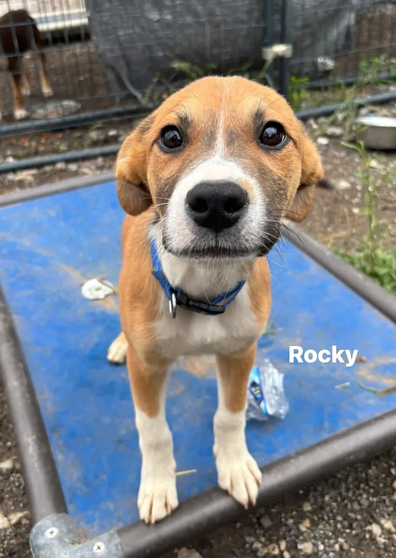 A young medium-sized male Mixed Breed dog named Rocky for adoption in Glenpool, OK