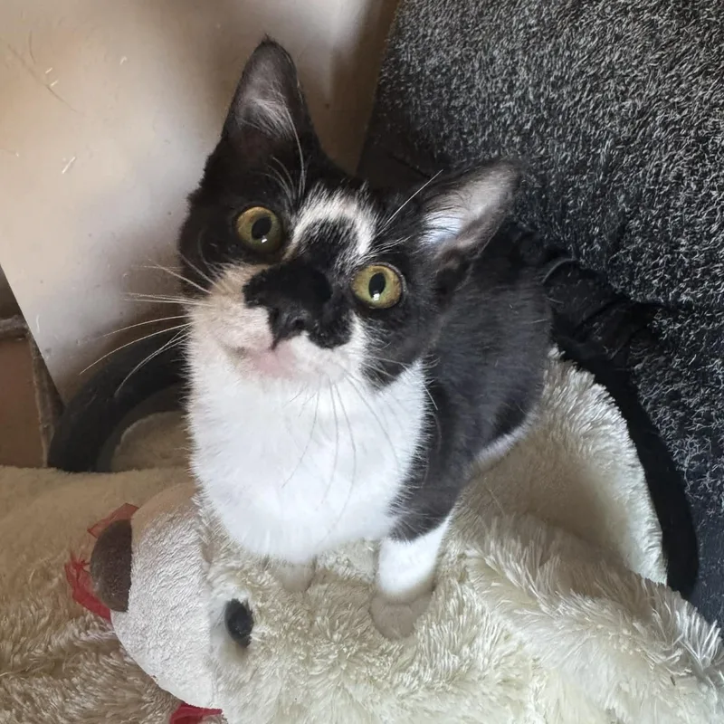 A young medium-sized male Black & White / Tuxedo Domestic Short Hair cat named Kale for adoption in Warr Acres, OK
