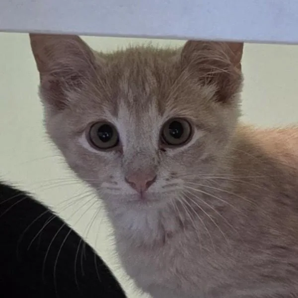 A baby small-sized male Domestic Short Hair cat named Graham for adoption in Des Moines, IA