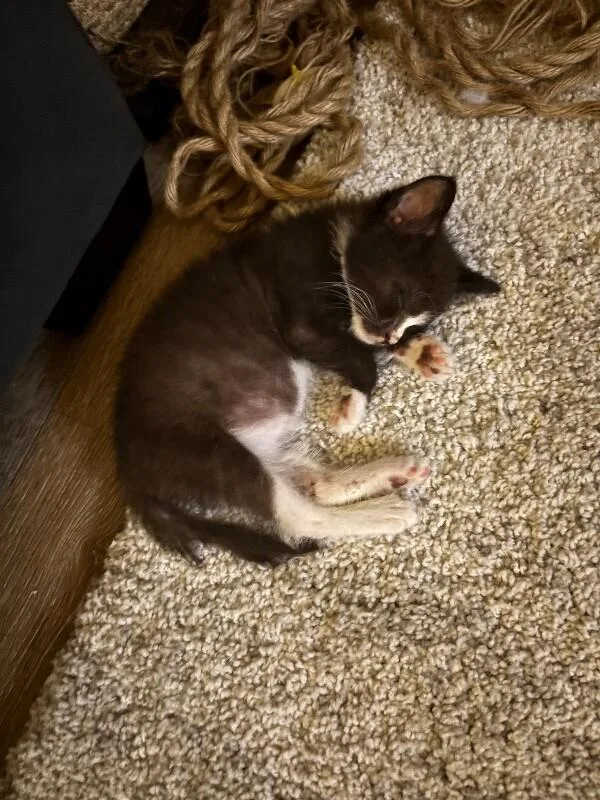 A young small-sized male Black & White / Tuxedo Domestic Short Hair cat named Palace for adoption in Cincinnati, OH