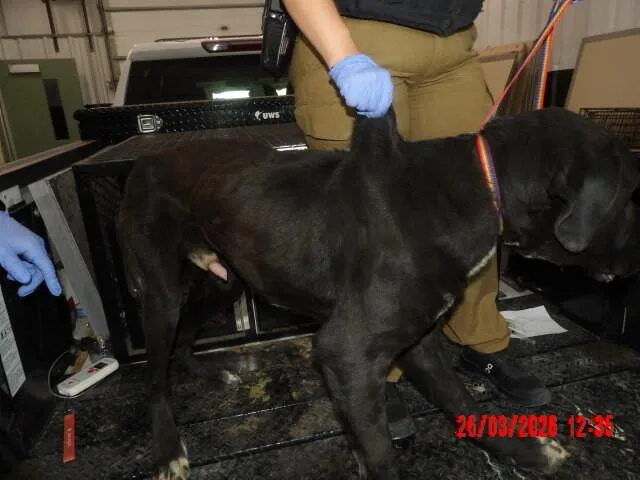 An adult large-sized male Black Mixed Breed dog named Biggie for adoption in Hobbs, NM