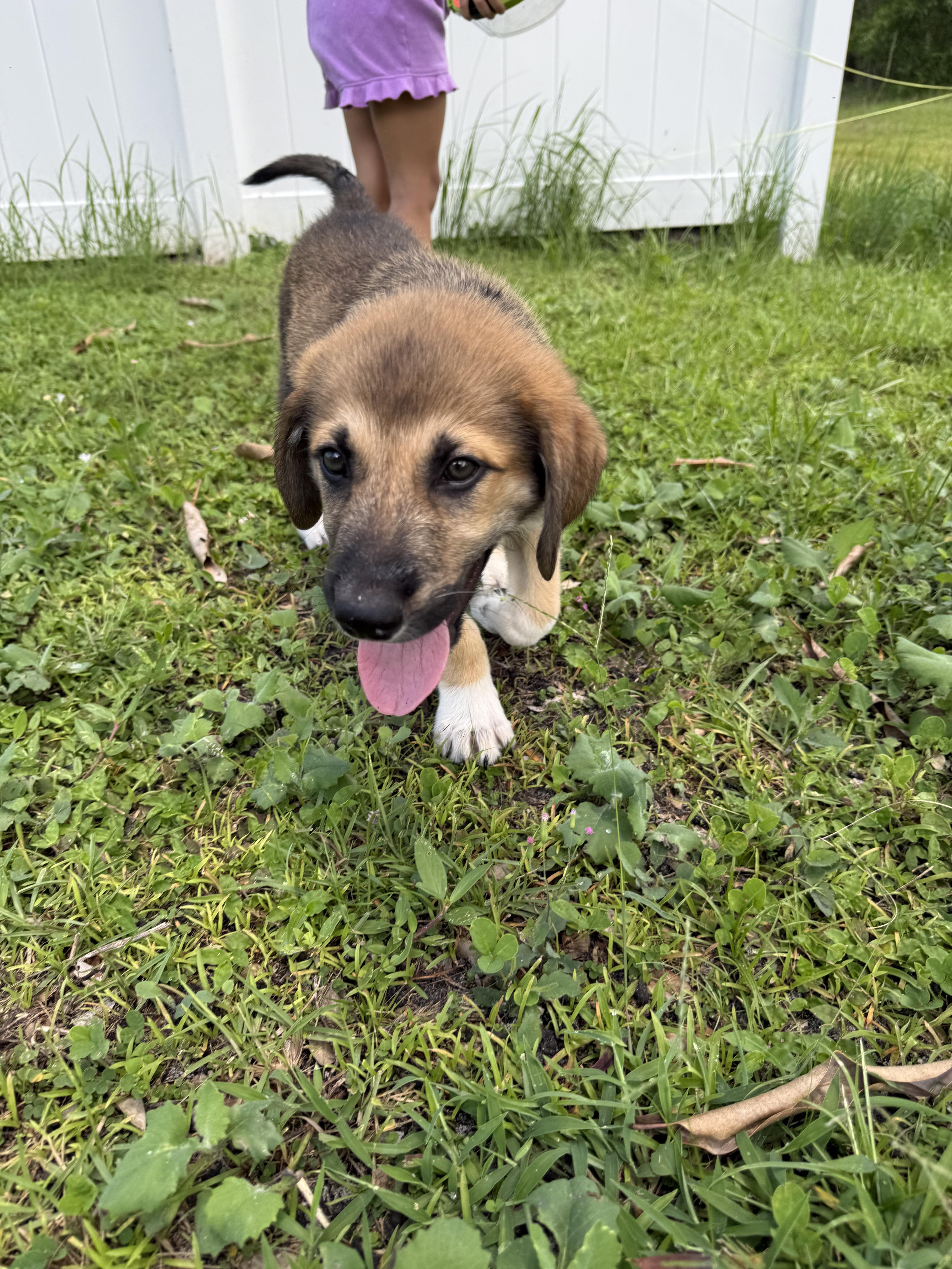 A baby large-sized male German Shepherd Dog dog named Chewie for adoption in Port Saint Lucie, FL