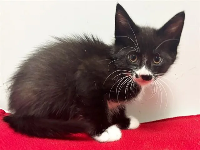 A baby small-sized male Domestic Short Hair cat named Lex for adoption in Sacramento, CA