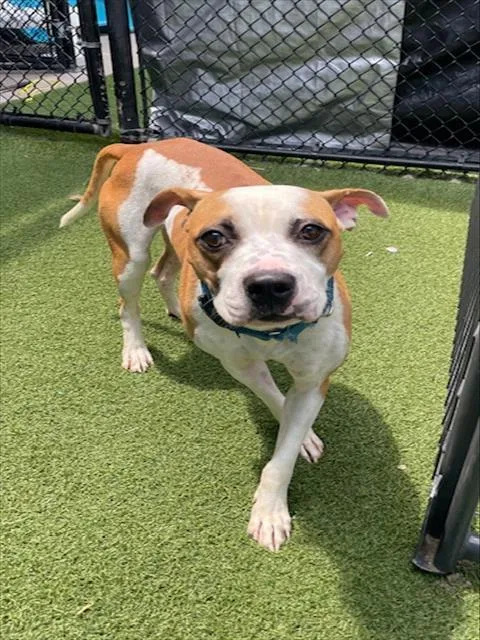 A young medium-sized male Mixed Breed dog named Franky for adoption in Dallas, TX