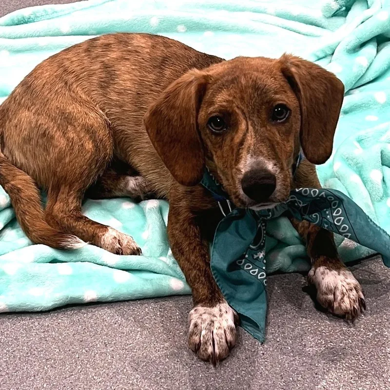 A young small-sized male Brindle Mixed Breed dog named Raisin for adoption in Novelty, OH