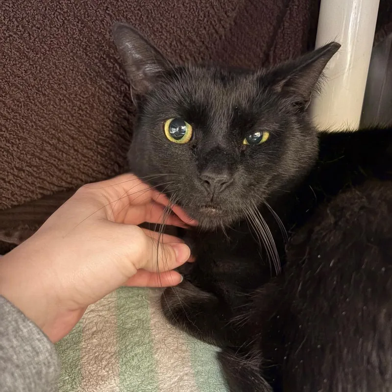 An adult large-sized male Black Domestic Short Hair cat named Koda for adoption in York, PA