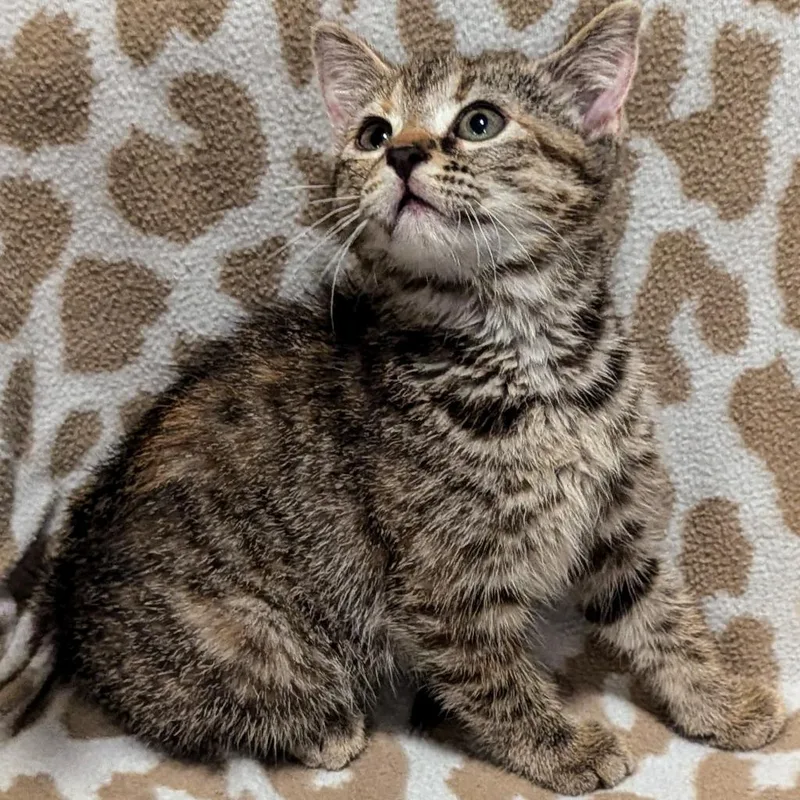 An adult medium-sized female Torbie Domestic Short Hair cat named Saphira for adoption in Brighton, MO