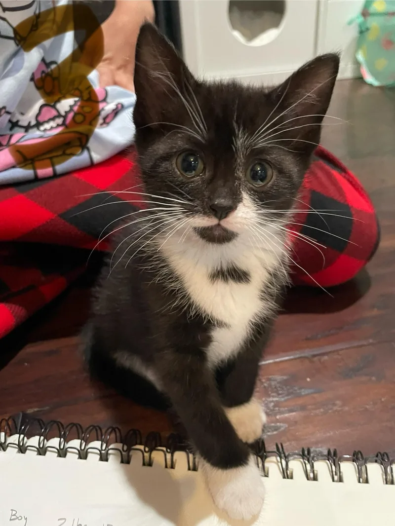 A baby medium-sized female Black & White / Tuxedo Domestic Short Hair cat named Nola for adoption in Haddon Heights, NJ
