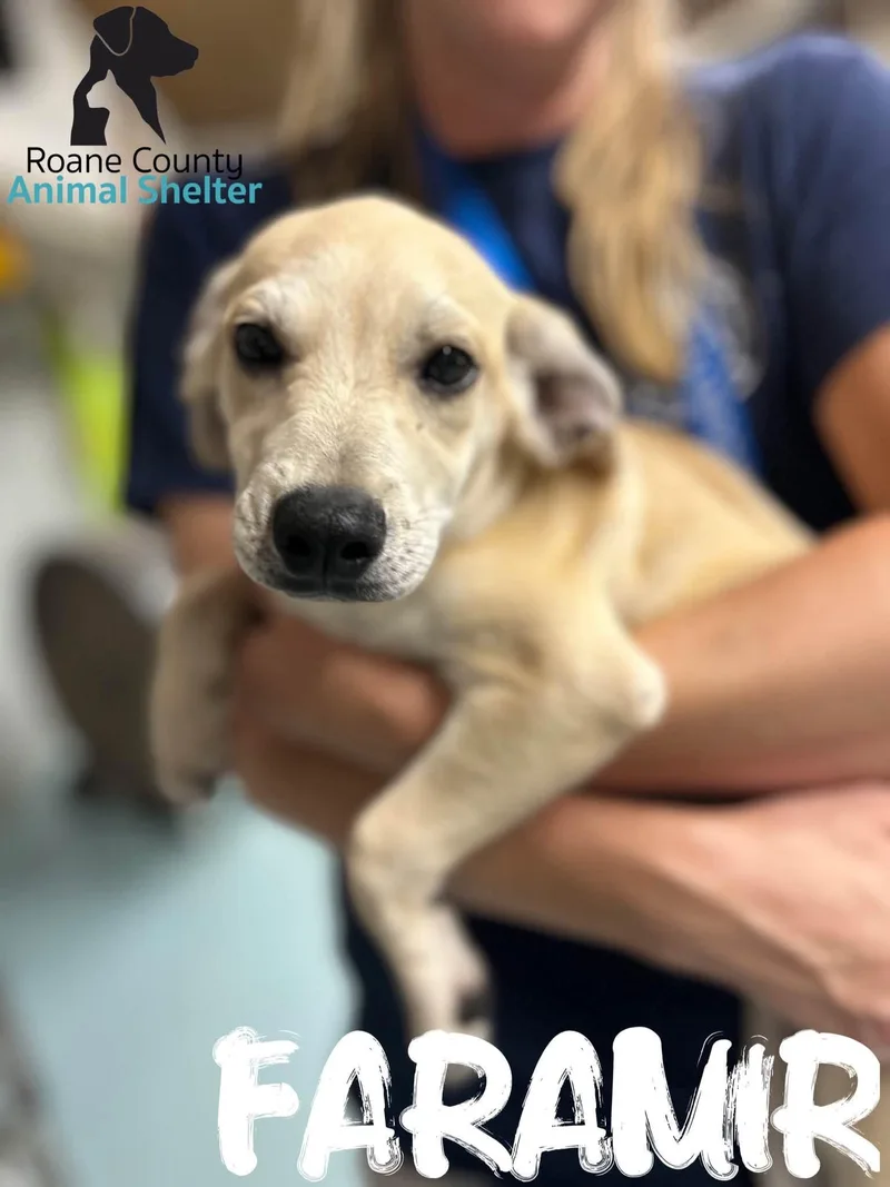 A baby small-sized male Chihuahua dog named Faramir for adoption in Rockwood, TN