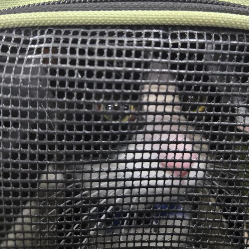 A young medium-sized male Black Domestic Short Hair cat named Oreo Cookie for adoption in Newark, NJ