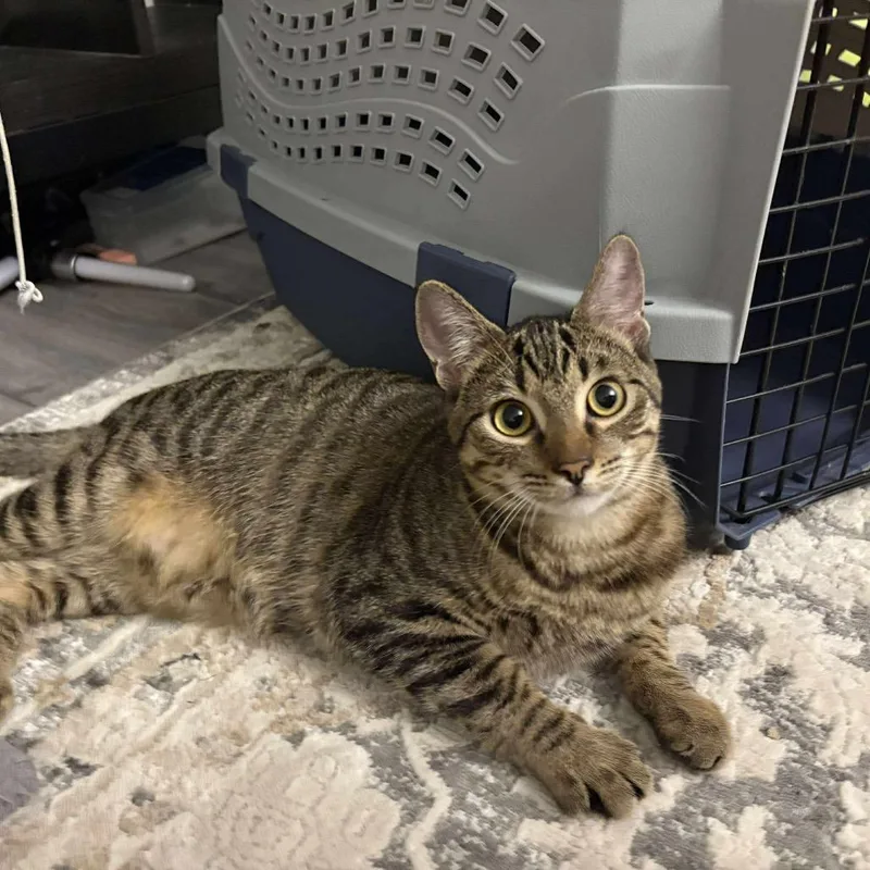 Mudsdale thumbnail 3