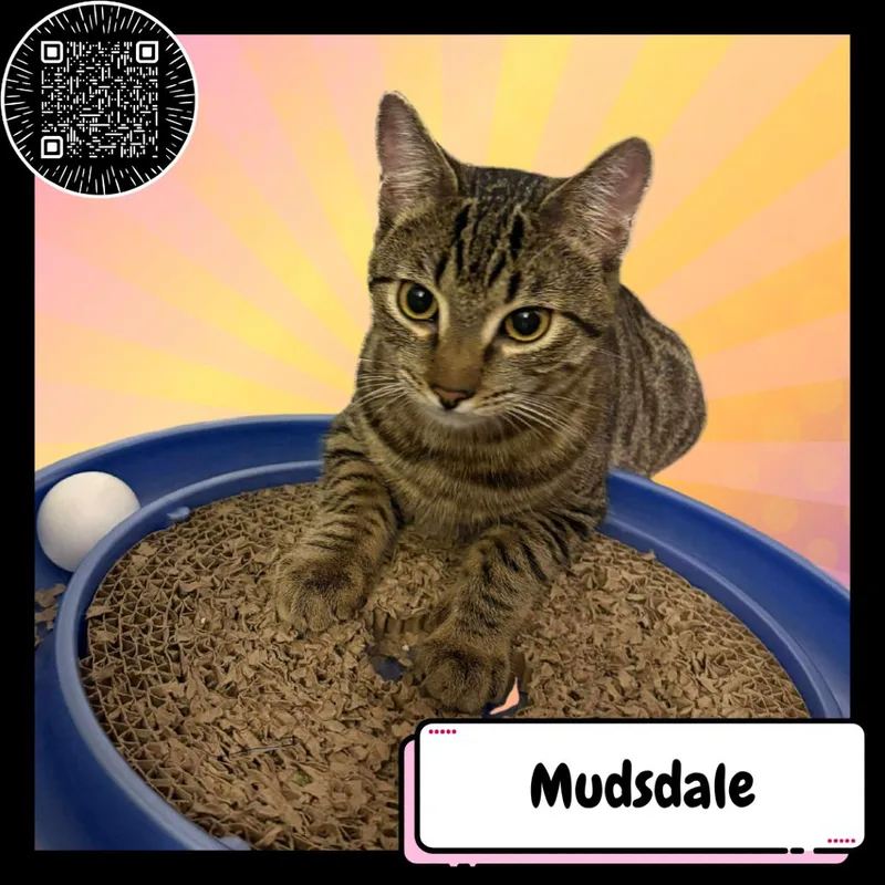 Mudsdale thumbnail 4