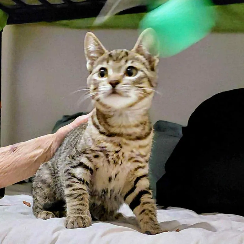 Mudsdale thumbnail 5