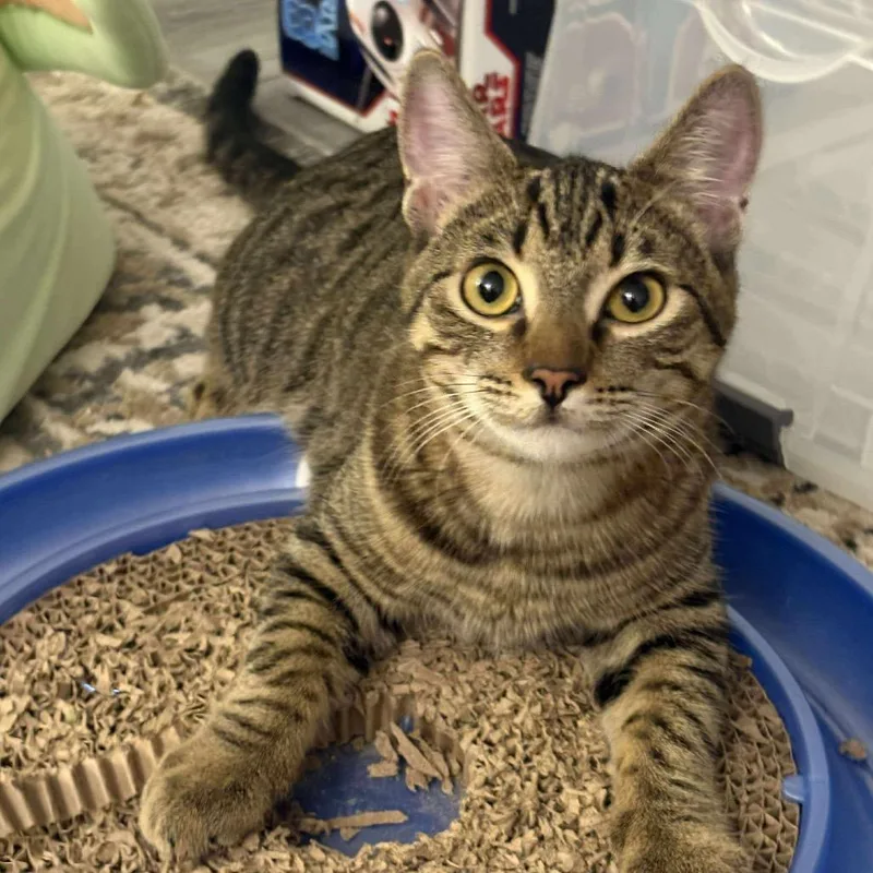 Mudsdale thumbnail 6