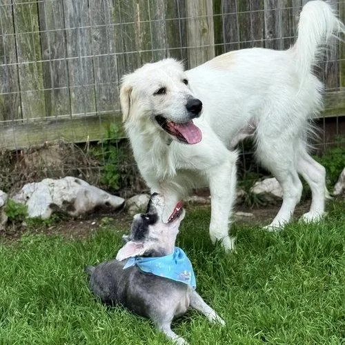 An adult large-sized female White / Cream Great Pyrenees dog named Josi for adoption in Spring, TX