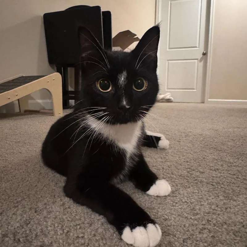 An adult medium-sized male Black Domestic Short Hair cat named Happy Hogan for adoption in Cincinnati, OH