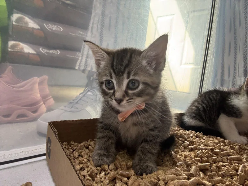 A baby medium-sized female Domestic Short Hair cat named Callista for adoption in Oakboro , NC