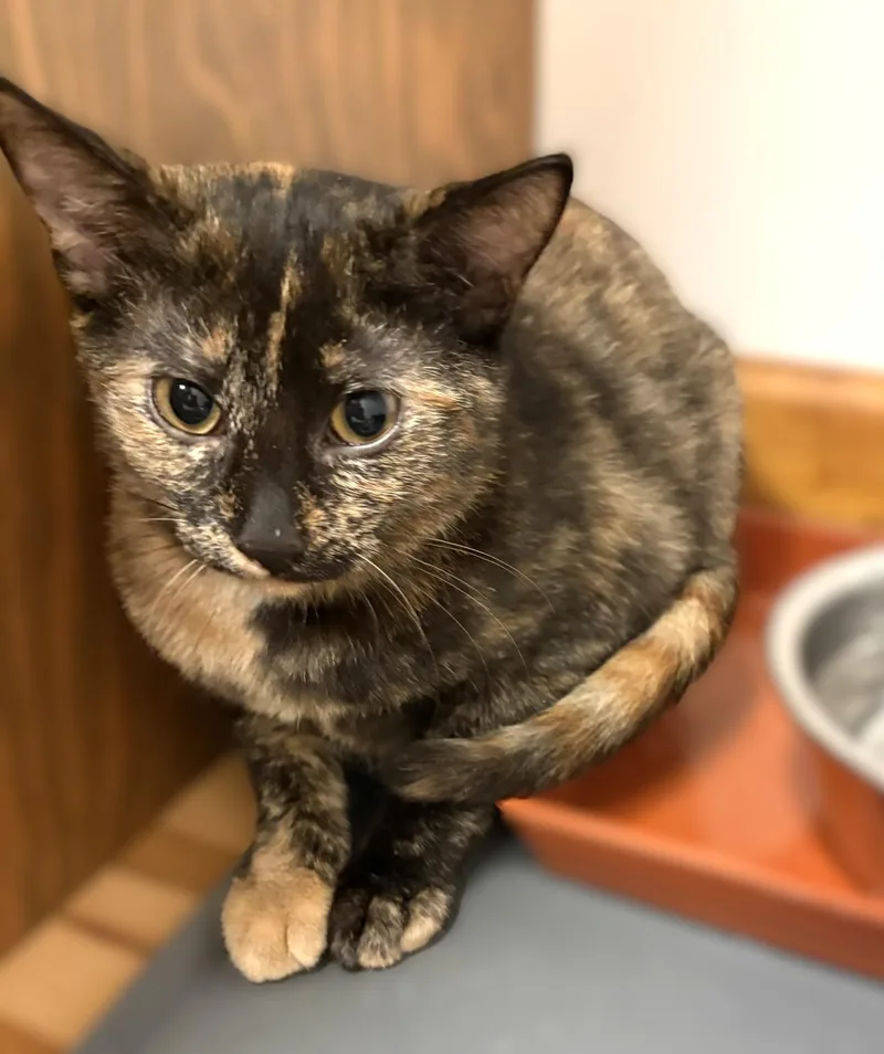 A baby medium-sized female Tortoiseshell cat named Luna for adoption in New Albany, OH