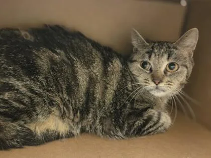 An adult medium-sized female Domestic Short Hair cat named Chalcedony for adoption in Westland, MI
