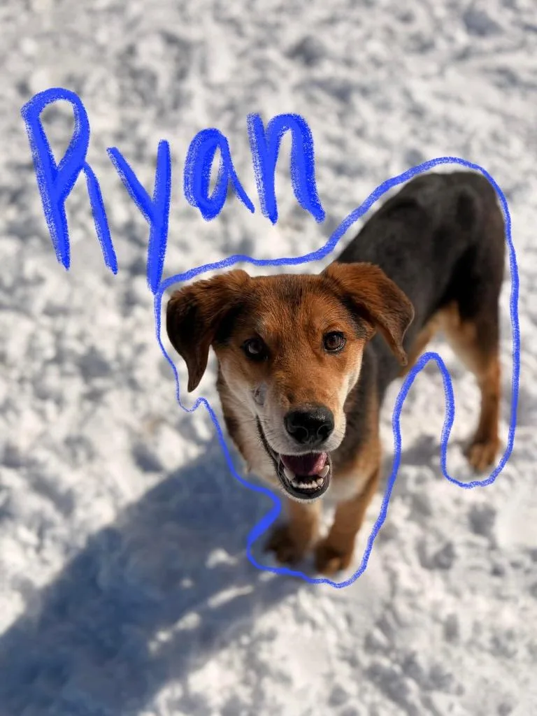 O Ryan thumbnail 2