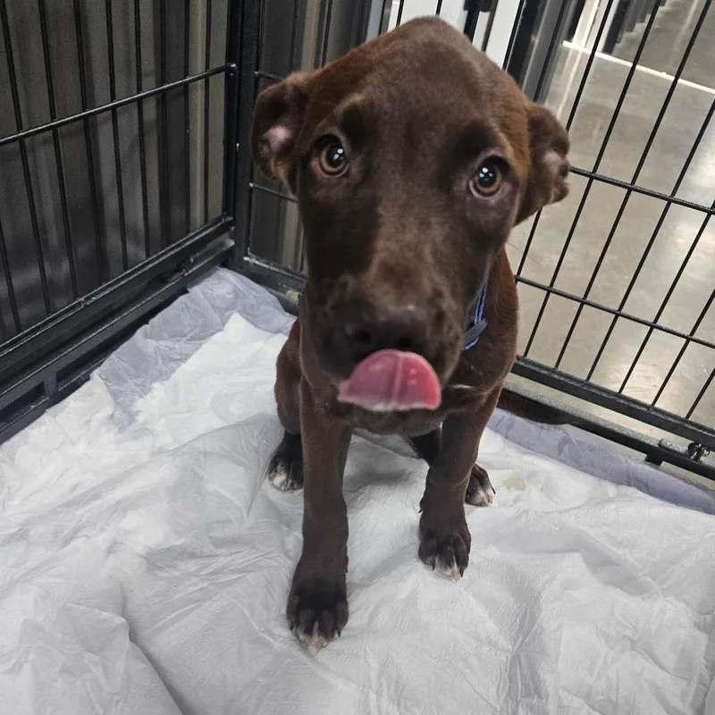 A baby small-sized female Brown / Chocolate Chocolate Labrador Retriever dog named Banshee for adoption in Midland, TX