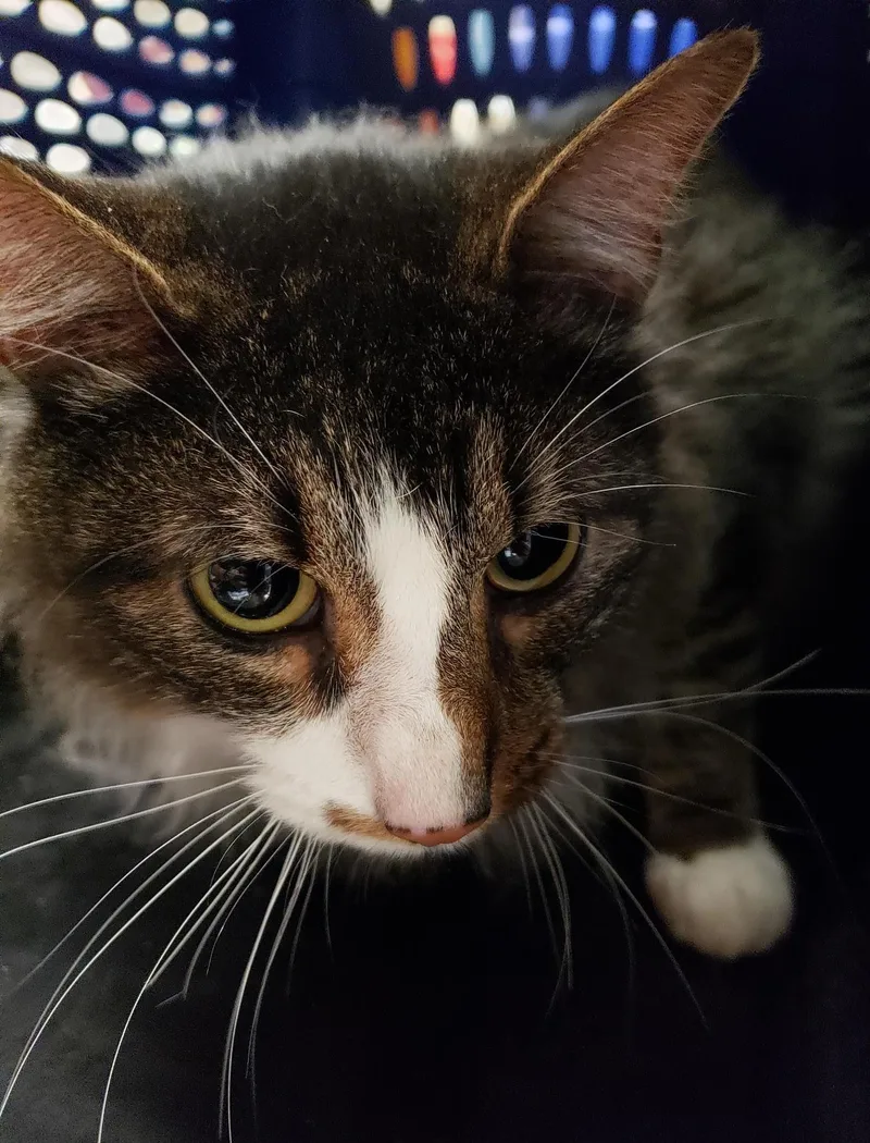 An adult medium-sized male Tabby (Brown / Chocolate) Domestic Medium Hair cat named Oakley for adoption in Allen, TX