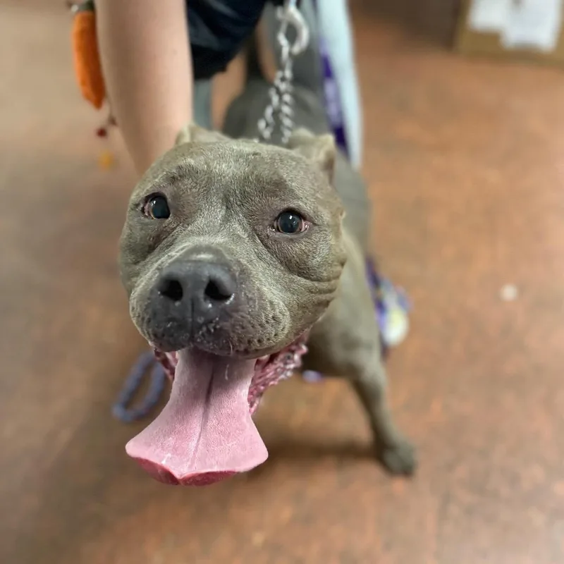 An adult medium-sized female Gray / Blue / Silver Pit Bull Terrier dog named Saheli for adoption in East Saint Louis, IL
