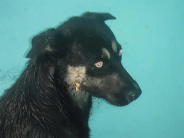 An adult medium-sized male German Shepherd Dog dog named Blu for adoption in Miami, FL