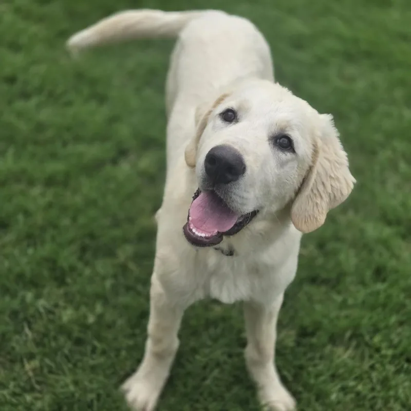 A baby large-sized male White / Cream Great Pyrenees dog named Yogi for adoption in Mansfield, TX