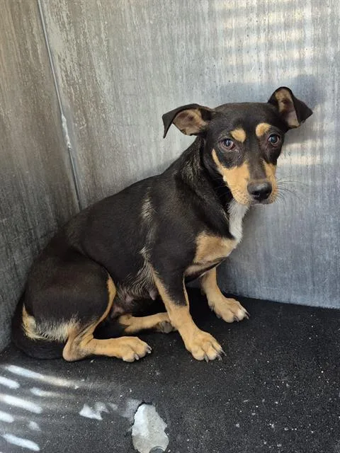 A young medium-sized female Terrier dog named Monet Croquet for adoption in San Antonio, TX